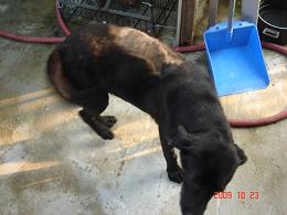 1256752566---black beauty.jpg